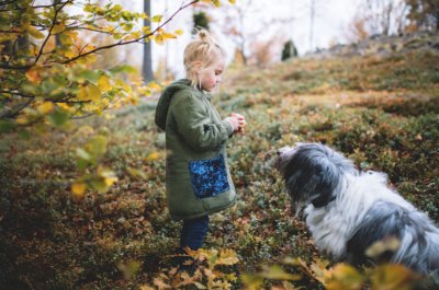 Sweden’s dog culture: a story of equality and lagom