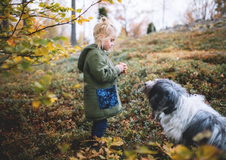 Sweden’s dog culture: a story of equality and lagom